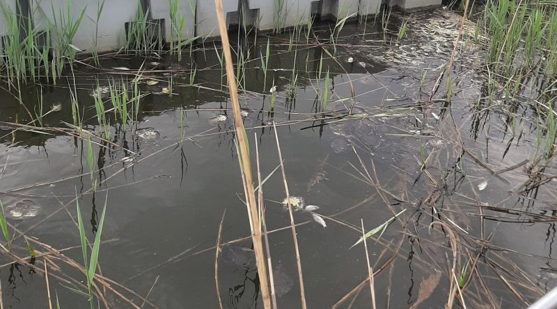 Gliwice: Śnięte ryby w Kanale Gliwickim