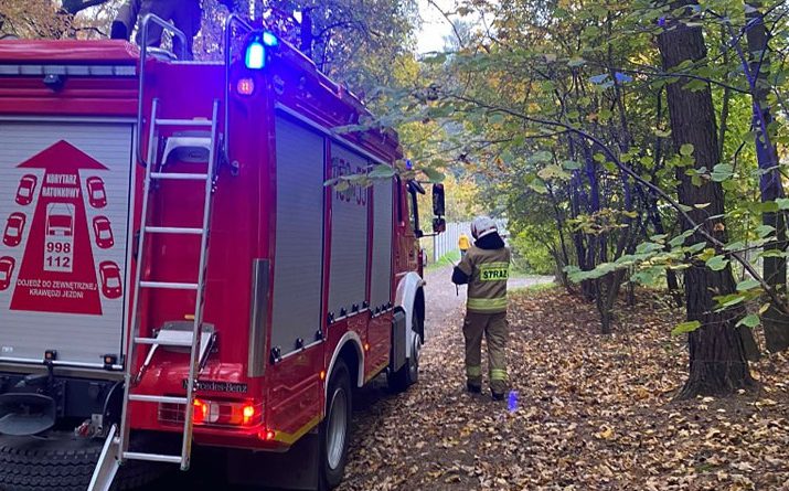 Knurów: Uwięziony kot na drzewie