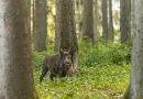 Czerwionka-Leszczyny: Nietypowa interwencja służb w domu jednorodzinnym